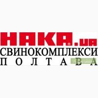 Свинокомплекси під ключ.