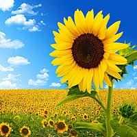 Посевной материал подсолнечника Нови Сад, Сингента и др