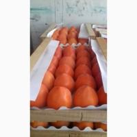 Продам хурму из азербайджана в одессе 35 грн
