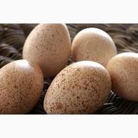 Інкубаційні яйця Индиків биг 6