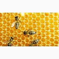 Продам пчелопакеты бджолопакети