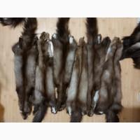 Продам шкури куниці чинені / шкуры куницы