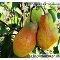 Груша Талгарская Красавица