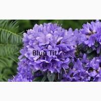 Продам азалия Blue Tit