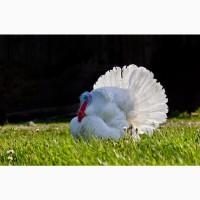 БИГ-6 индюшата. Хайбрид. Венгр