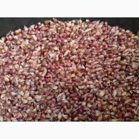 Воздушка часника с.Любаша.фц.3, 5+-4мм-на фото