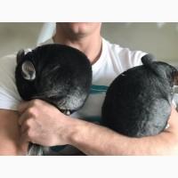 Продам шиншилловую ферму