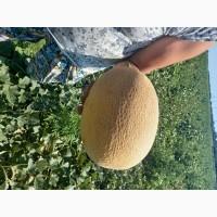 Продам дыню