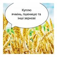 Куплю зерно