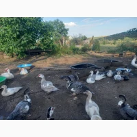 Продам утят мускусной утки (индоутки) для разведения. Утки шипуны