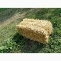 Продам солому ярої пшениці врожаю 2021 року, прямокутні тюки