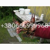 Куплю раків-, зображених на малюнку