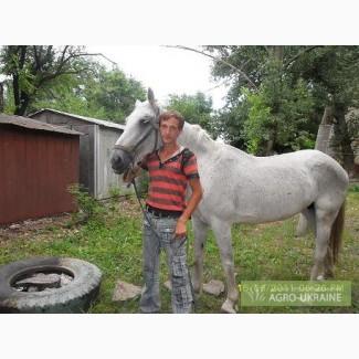 Продам кобылу