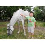 Продам кобылу