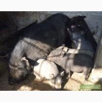 Продам поросят вьетнамской породы (г.Мариуполь)