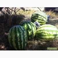 Продам арбуз в Крыму