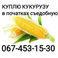 Куплю кукурузу в качанах оптом (Ракель)