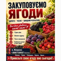 Закупляємо ОПТОМ свіжу ягоду малини на постійній основі