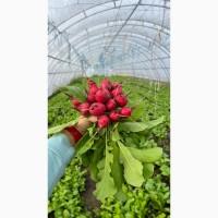 Продам редис свіжий