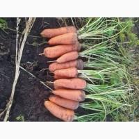 Продам товарну моркву болівар