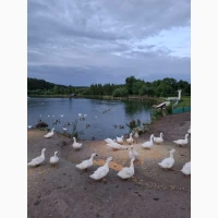 Продаються тушки домашніх качок породи Мулард + копчені тушки