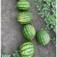 Продам кавун Талісман F1
