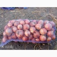 Продам цибулю яру 5 тон