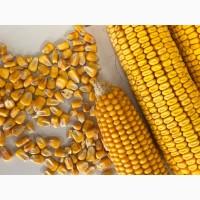 Кукурудза продаж