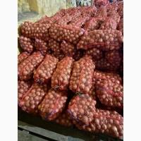 Продам цибулю Боско