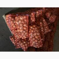 Продам цибулю Боско