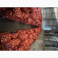 Продам цибулю Боско