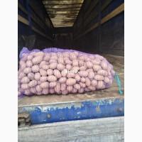 Продам насіння картоплі сорт Королева Анна. Оптом від 10 тонн. Калібр 3-5