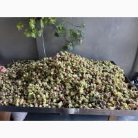Продам неочищений фундук | Урожай 2025 | Львівська обл