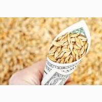 Ячмінь Куплю