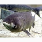 Куплю товстолоб 5+ оптом без посередників