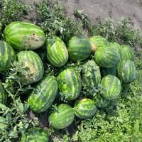 Продам кавуни Талісман, Фонтана, Брендон