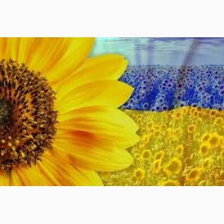 Закупаємо СОНЯШНИК. Гуртом.Дорого! по всій Україні