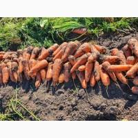 Продам моркву, гібрид Каскад