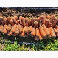 Продам моркву, гібрид Каскад