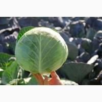 Продам пізню капусту сорту Бригадир-Вісконт
