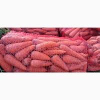 Продам моркву Абразо до 3 тон