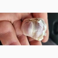 Куплю часник 5+ 4