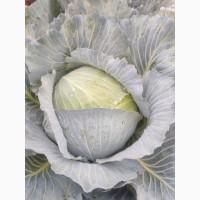 Капуста пізніх сортів