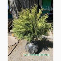 Туї смарагд, кулеподібні, ялівці