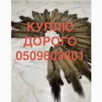 Куплю шкіри куниці ДОРОГО приїдемо самі