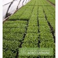 Купить Кассетная Рассада Овощей (на 2013 год).