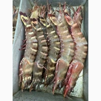 Octopus_fresh, octopus, frozen octopus	octopus tentacles bulk, octopus exporter	pulpo (ES)