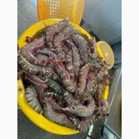 Octopus_fresh, octopus, frozen octopus	octopus tentacles bulk, octopus exporter	pulpo (ES)