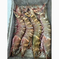 Octopus_fresh, octopus, frozen octopus	octopus tentacles bulk, octopus exporter	pulpo (ES)