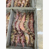 Octopus_fresh, octopus, frozen octopus	octopus tentacles bulk, octopus exporter	pulpo (ES)
